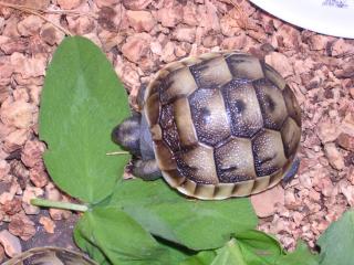 Maurische Landschildkröten zu verkaufen