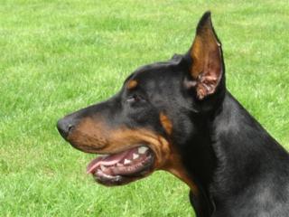 Dobermann-Welpen mit Papieren