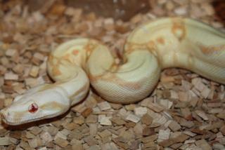 0. 1 Kahl Albino NZ 11 mit Herkunftsnachweis