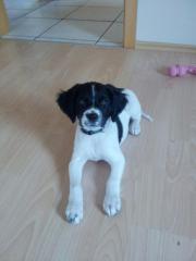 Welpe Labrador-Bracke-Spaniel Mix