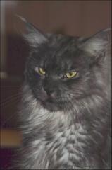 Black smoke Maine Coon Dame