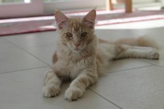 Maine Coon Katerchen Charlie sucht liebes Zuhause