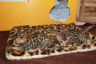 Atemberaubende Minileoparden