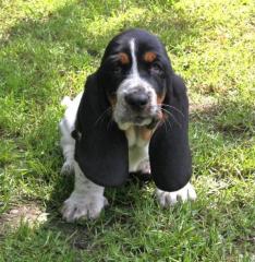Bloodhound Welpen mit Papieren