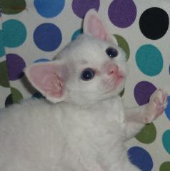 Devon Rex Süße Katzenbabys