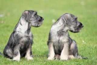MITTEL Schnauzer Pfeffer-Salz WELPEN