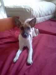 DRINGEND ZUHAUSE GESUCHT