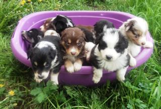 Australian Shepherd Welpen