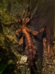 Extatosoma tiaratum / Gespenstschrecken verschiedene Stabschrecken