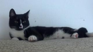 Total verschmuste Katze abzugeben.