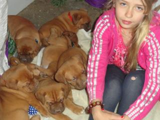 Verkaufe Bordeauxdoggen Welben