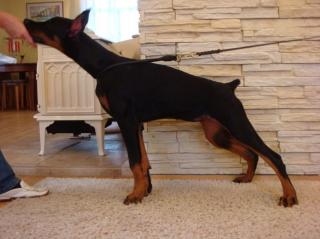Reinrassige Dobermann Welpen