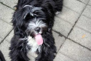 Tibet Terrier Welpen geb. am 24. 03. 2021 1 Rüden und 1 Hündinnen