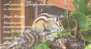 Asiatische Streifenhörnchen
