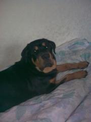 Rottweiler Rüde 8 monate. 23. 05. 12