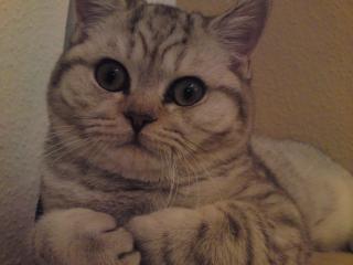 BKH Katze
