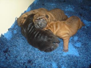Sharpei Welpen Rüden