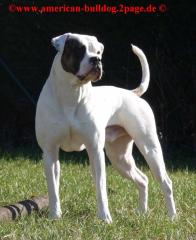 American Bulldog Deckrüde ausgewertet HD ED OCD frei