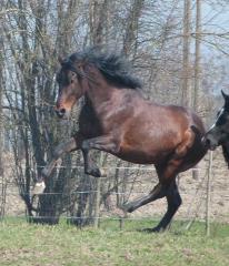 Junger Andalusier Hengst PRE, Pura Raza Espanola mit Papieren, mit Handicap
