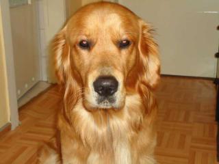 Wunderschöner Golden Retriever Rüde kein Verkauf