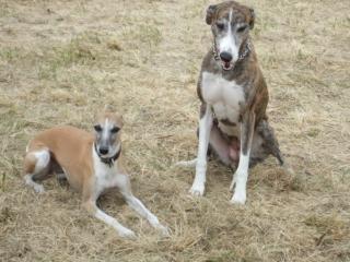 Nienhagen bei Celle Hundetreff