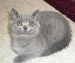 BKH Kätzchen sucht noch Kuschelpersonal