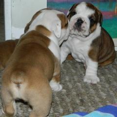 VDH/VK FCI Englische Bulldogge Welpen mit Patientenakten