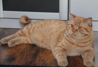 Gesucht ein Kuschelplatz für zwei Jungs.