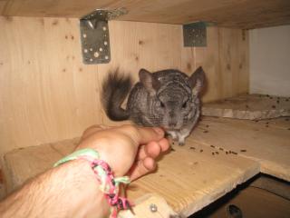 Chinchilla Mwaka Inklusive Käfig