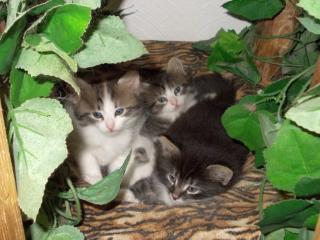 Gilda, Gustav und Gustl