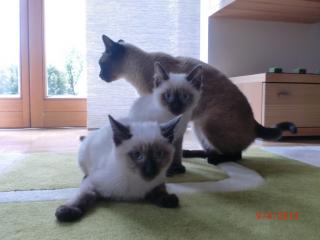 Siam Katzen