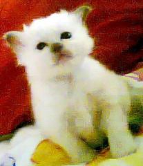 Heilige Birma Babys suchen neues, liebevolles Heim