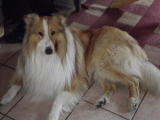 Collie Deckrüde US-Line