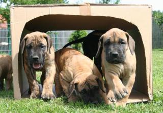 Dt. Doggen vom Nordstern / Deutsche Doggenwelpen / Dogge / Doggen /VDH / DDC /F