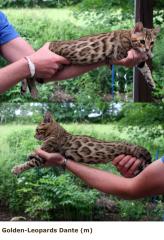 Bengal - Bub Dante sucht Dosenöffner