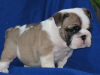 Superkleine PL/PRA Englische Bulldogge Rüden/Hündin mit Ahnentafel