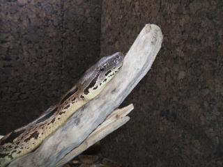 Acrantophis dumerili 1. 0 DNZ 06