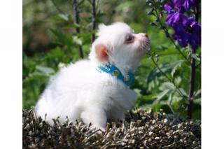 Chihuahuas in Kurz- und Langhaar mit Ahnentafel/Stammbaum