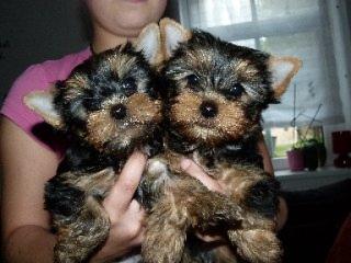 Yorkshire Terrier Welpen, Hündin mit Ahnenpass