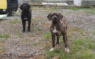 Fila Brasileiro Junghunde mit FCI Papieren