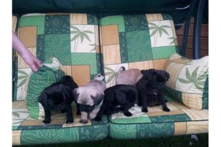 SCHWARZ und BEIGE 2 Rüden und 2 Weibchen süße Mops sind entwurmt, geimpft