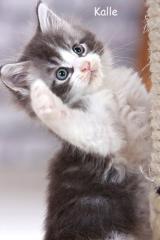 Sieben kräftige Maine Coon Kitten .