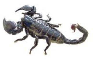 Kaiser Scorpion ca. 6 Monate alt mit Terrarium