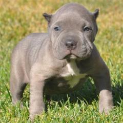 Super schöne American Pit Bull Welpen