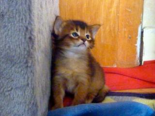 Somalikitten Ende September abzugeben