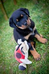 2 welpen 10 wochen alt