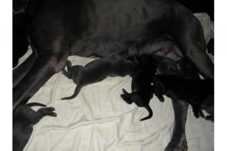 Deutsche Doggenwelpen in schwarz und blau