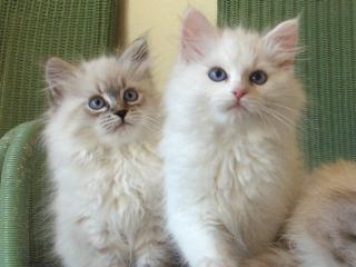 Rosaly und Ricky SchwaebischeNeva
