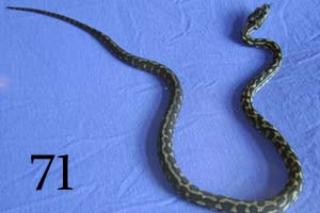4. 4 Dschungelteppichpython Morelia Spilota Cheynei für 150 Euro