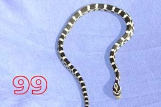Kornnattern Pantherophis Guttatus, Classic und Black Albino ab 15 Euro